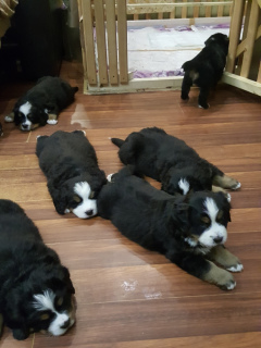 Photo №2 to announcement № 1582 for the sale of bernese mountain dog - buy in Russian Federation breeder