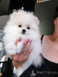Photo №2 to announcement № 146659 for the sale of pomeranian - buy in Georgia private announcement, from nursery, breeder