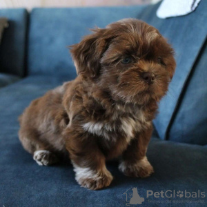 Photo №3. MORKIE PUPPY. United Kingdom