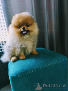 Photo №1. pomeranian - for sale in the city of Tbilisi | negotiated | Announcement № 163833