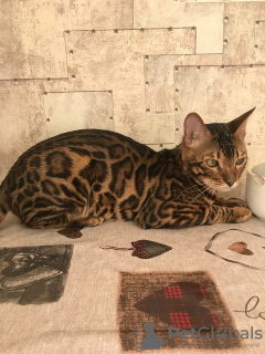 Photo №1. bengal cat - for sale in the city of Баку | negotiated | Announcement № 73547