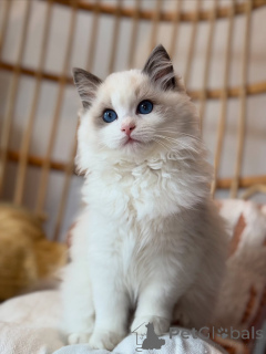 Photo №1. ragdoll - for sale in the city of Ethers | negotiated | Announcement № 155567