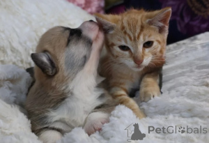 Photo №4. I will sell welsh corgi in the city of Berlin. breeder - price - negotiated