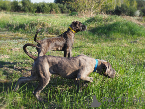 Photo №4. I will sell cane corso in the city of Lublin. breeder - price - 1057$