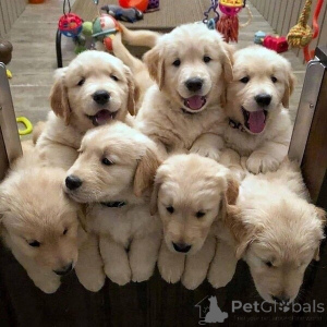 Photo №2 to announcement № 149690 for the sale of golden retriever - buy in Germany 