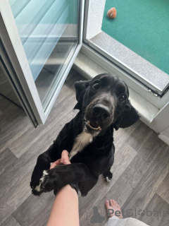 Photo №1.  - for sale in the city of Berlin | Is free | Announcement № 152369