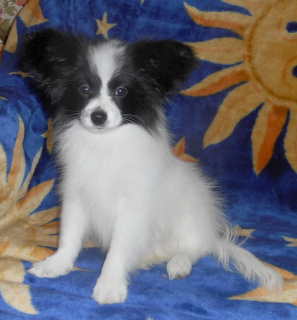 Photo №1. papillon dog - for sale in the city of Anapa | 240$ | Announcement № 5055