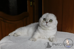Photo №1. scottish fold - for sale in the city of Kamenskoe | 1040$ | Announcement № 20612