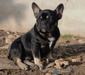 Photo №3. Boy black and tan. Ukraine