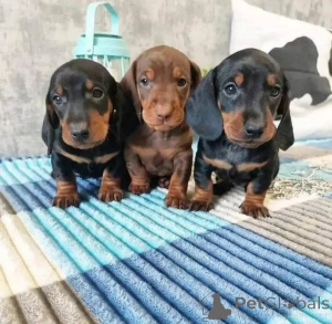 Photo №1. dachshund - for sale in the city of Rotterdam | 413$ | Announcement № 31236