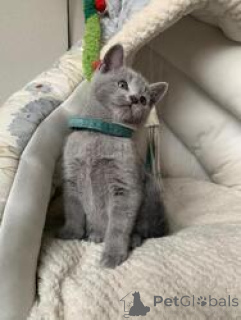 Photo №1. russian blue - for sale in the city of Benapole | negotiated | Announcement № 169486