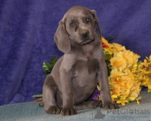 Photo №1. weimaraner - for sale in the city of Ахерн | negotiated | Announcement № 103072
