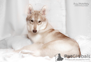 Photo №1. siberian husky - for sale in the city of Dnipro | 946$ | Announcement № 12830