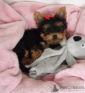 Photo №1. yorkshire terrier - for sale in the city of Bamberg | 280$ | Announcement № 119348