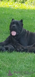 Photo №4. I will sell cane corso in the city of Smederevska Palanka. private announcement - price - negotiated