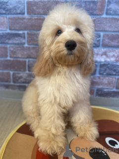 Photo №1. english cocker spaniel, poodle (dwarf) - for sale in the city of Voronezh | negotiated | Announcement № 159710