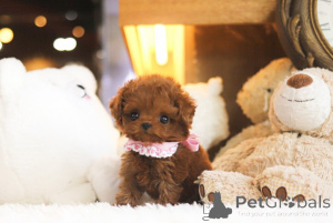 Photo №1. poodle (toy) - for sale in the city of Charleston | negotiated | Announcement № 154257