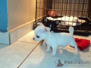 Photo №1. chihuahua - for sale in the city of Marseilles | negotiated | Announcement № 58280