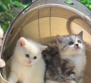 Photo №3. Munchkin Kittens. Germany