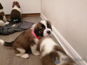 Photo №3. Saint Bernard puppies.. Sweden