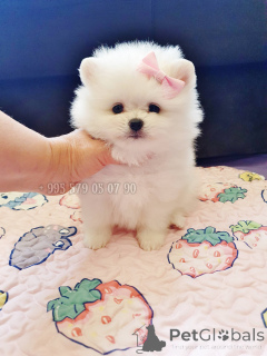 Photo №3. White Pomeranian spitz, mini puppy Princess. Buy a dog in Georgia.. Georgia