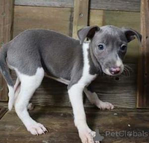 Photo №1. greyhound - for sale in the city of Eschenau | 361$ | Announcement № 170141
