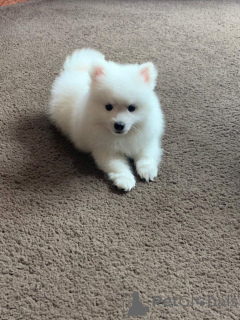 Photo №1. japanese spitz - for sale in the city of Florenville | 774$ | Announcement № 164872