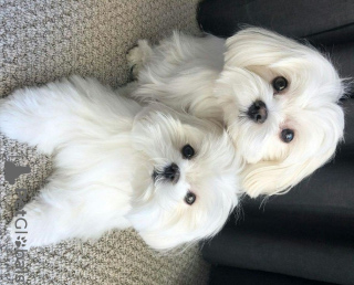Photo №1. maltese dog - for sale in the city of Даллас | negotiated | Announcement № 46285