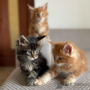 Photo №1. maine coon - for sale in the city of Berlin | 264$ | Announcement № 99532