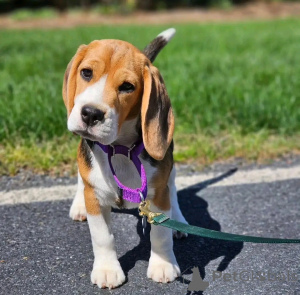 Photo №1. beagle - for sale in the city of Berlin | 941$ | Announcement № 139042