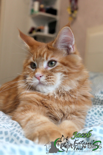 Photo №4. I will sell maine coon in the city of St. Petersburg. private announcement, from nursery, breeder - price - 552$