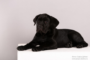 Photo №4. I will sell cane corso in the city of St. Petersburg. private announcement - price - negotiated