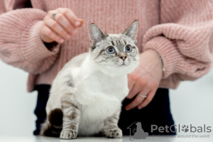 Photo №3. Thai cat Latifa in good hands. Russian Federation