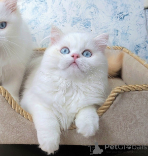 Photo №4. I will sell scottish straight in the city of Essentuki. from nursery - price - negotiated