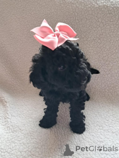 Photo №4. I will sell poodle (toy) in the city of Lepen. private announcement - price - 578$