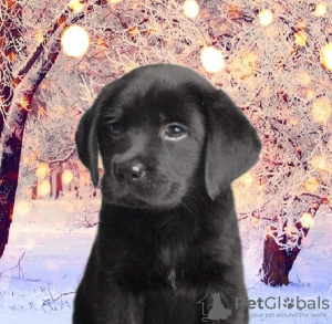 Photo №3. Gorgeous Labradors. Ukraine