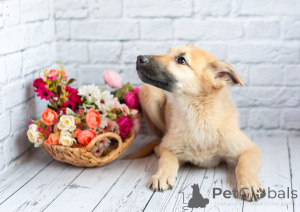 Photo №4. I will sell non-pedigree dogs in the city of Moscow river. private announcement - price - Is free