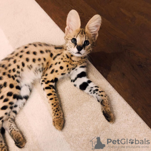 Additional photos: ocelot, serval and caracal kittens available