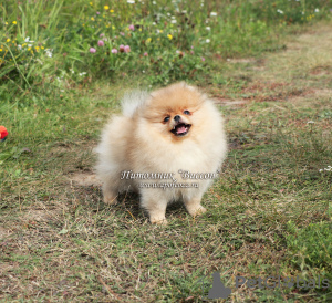 Photo №2 to announcement № 6519 for the sale of pomeranian - buy in Russian Federation breeder