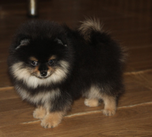 Photo №3. spitz boy. Russian Federation