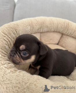 Photo №1. french bulldog - for sale in the city of Almería | 413$ | Announcement № 172862