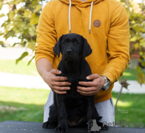 Additional photos: Labrador retriever puppies