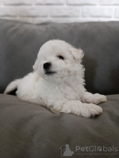 Additional photos: Bichon Frize puppies FCI documents