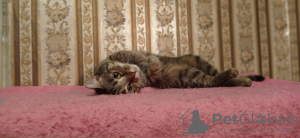 Photo №3. Young cat Masyanya is looking for a family.. Russian Federation