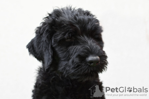 Photo №1. black russian terrier - for sale in the city of Jaworze | negotiated | Announcement № 68219