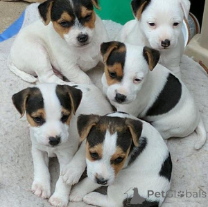Photo №1. jack russell terrier - for sale in the city of Brussels | Is free | Announcement № 160506