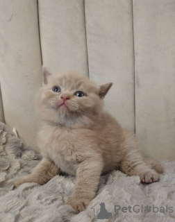 Photo №3. British Shorthair Kittens for Adoption. France