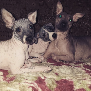 Photo №1. american hairless terrier - for sale in the city of Rezekne | Is free | Announcement № 3886