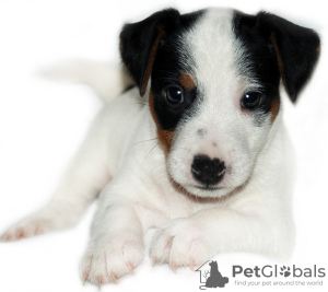 Photo №1. jack russell terrier - for sale in the city of Crimea | negotiated | Announcement № 8900