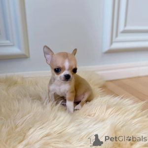 Photo №2 to announcement № 149235 for the sale of chihuahua - buy in United States private announcement, breeder